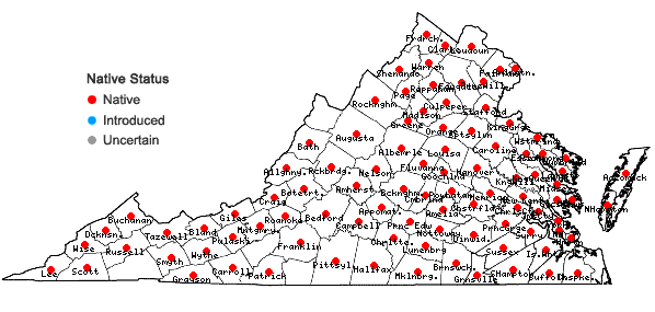 Locations ofDesmodium paniculatum (L.) DC. var. paniculatum in Virginia