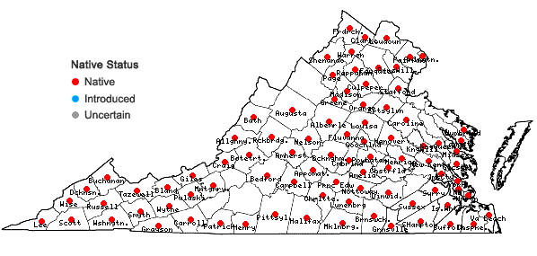 Locations ofDesmodium rotundifolium DC. in Virginia