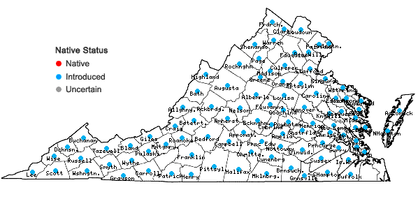 Locations ofDianthus armeria L. in Virginia