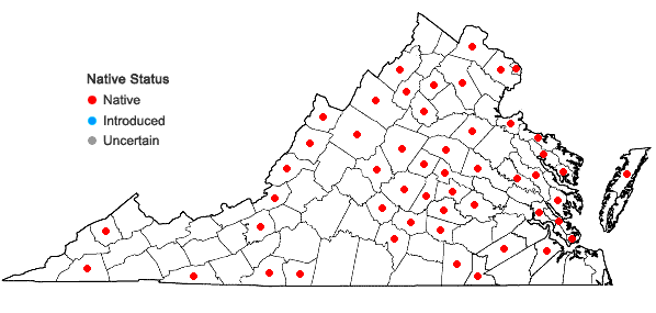 Locations ofDichanthelium acuminatum (Sw.) Gould & C.A. Clark var. acuminatum in Virginia