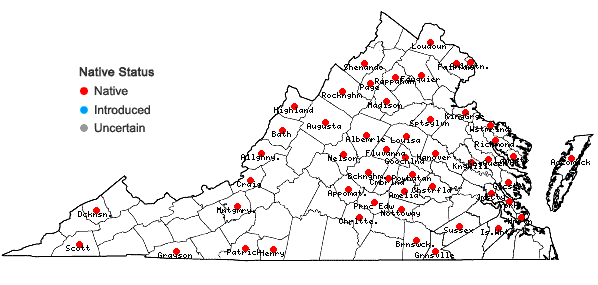 Locations ofDichanthelium acuminatum (Sw.) Gould & C.A. Clark var. acuminatum in Virginia