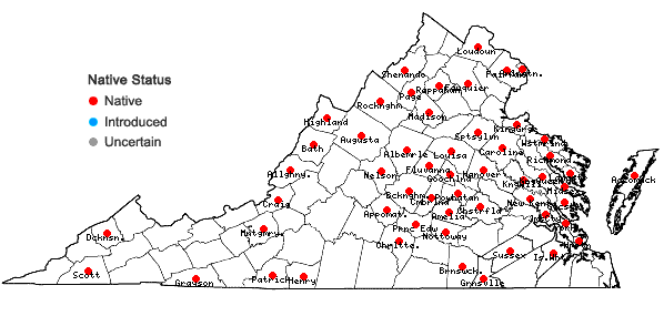 Locations ofDichanthelium acuminatum (Sw.) Gould & C.A. Clark var. acuminatum in Virginia