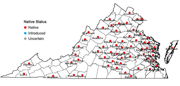 Locations ofDichanthelium acuminatum (Sw.) Gould & C.A. Clark var. acuminatum in Virginia