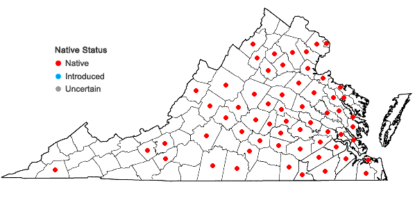 Locations ofDichanthelium acuminatum (Sw.) Gould & C.A. Clark var. lindheimeri (Nash) Gould & C.A. Clark in Virginia
