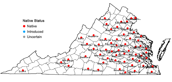 Locations ofDichanthelium acuminatum (Sw.) Gould & C.A. Clark var. lindheimeri (Nash) Gould & C.A. Clark in Virginia