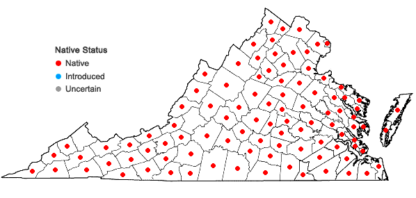 Locations ofDichanthelium boscii (Poir.) Gould & C.A. Clark in Virginia