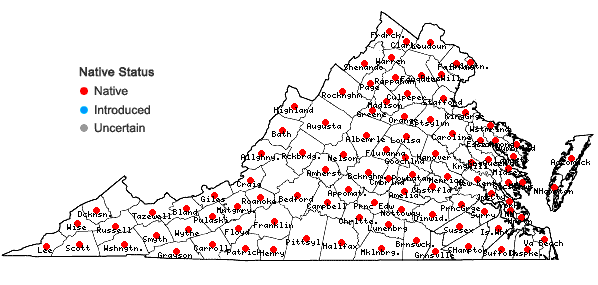 Locations ofDichanthelium boscii (Poir.) Gould & C.A. Clark in Virginia