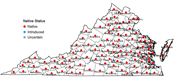 Locations ofDichanthelium clandestinum (L.) Gould in Virginia