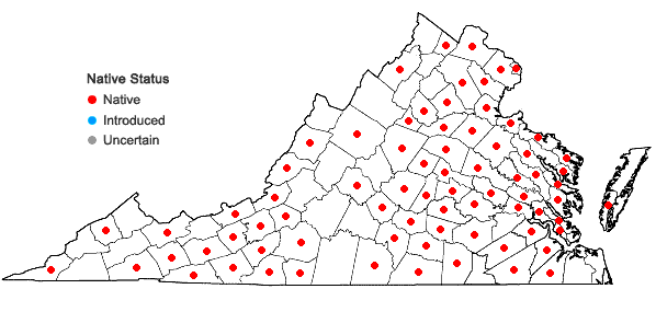 Locations ofDichanthelium commutatum (J.A. Schultes) Gould var. ashei (Pearson ex Ashe) Mohlenbrock in Virginia