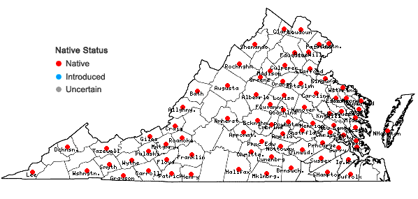 Locations ofDichanthelium commutatum (J.A. Schultes) Gould var. ashei (Pearson ex Ashe) Mohlenbrock in Virginia