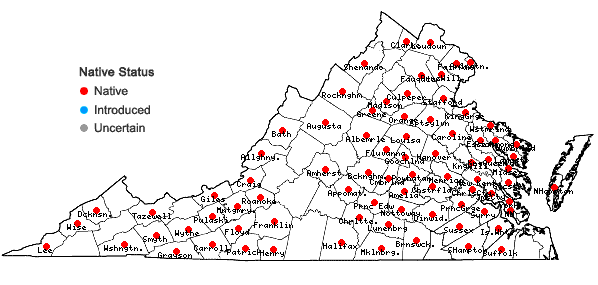 Locations ofDichanthelium commutatum (J.A. Schultes) Gould var. ashei (Pearson ex Ashe) Mohlenbrock in Virginia