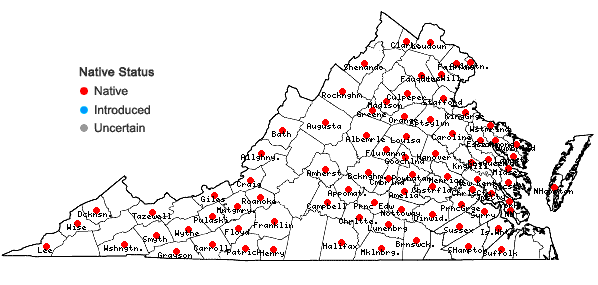 Locations ofDichanthelium commutatum (J.A. Schultes) Gould var. ashei (Pearson ex Ashe) Mohlenbrock in Virginia