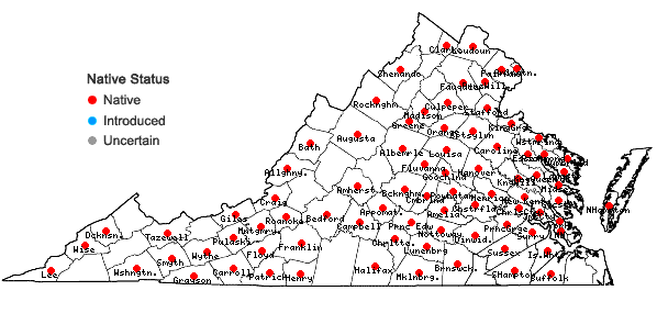Locations ofDichanthelium commutatum (J.A. Schultes) Gould var. ashei (Pearson ex Ashe) Mohlenbrock in Virginia