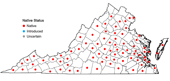 Locations ofDichanthelium commutatum (J.A. Schultes) Gould var. commutatum in Virginia