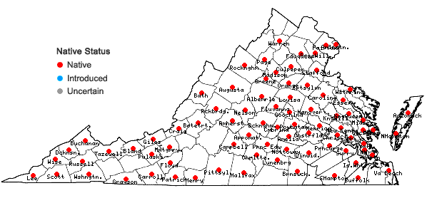 Locations ofDichanthelium commutatum (J.A. Schultes) Gould var. commutatum in Virginia