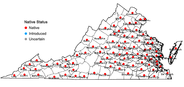 Locations ofDichanthelium commutatum (J.A. Schultes) Gould var. commutatum in Virginia