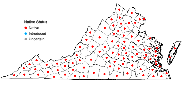 Locations ofDichanthelium dichotomum (L.) Gould var. dichotomum in Virginia