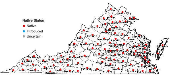 Locations ofDichanthelium dichotomum (L.) Gould var. dichotomum in Virginia