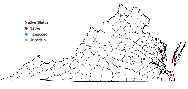 Locations ofDichanthelium filiramum (Ashe) LeBlond in Virginia