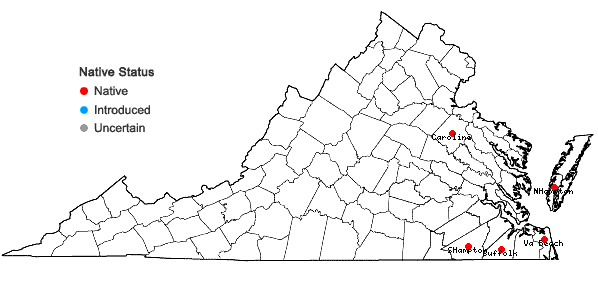 Locations ofDichanthelium filiramum (Ashe) LeBlond in Virginia