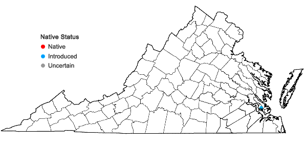 Locations ofDichanthelium helleri (Nash) Mohlenbr. in Virginia