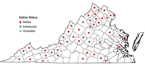 Locations ofDichanthelium linearifolium (Scribn.) Gould in Virginia