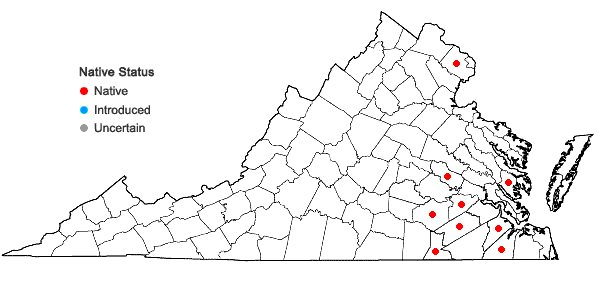 Locations ofDichanthelium mattamuskeetense (Ashe) Mohlenbrock in Virginia