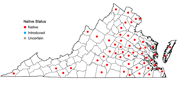 Locations ofDichanthelium meridionale (Ashe) Freckmann in Virginia