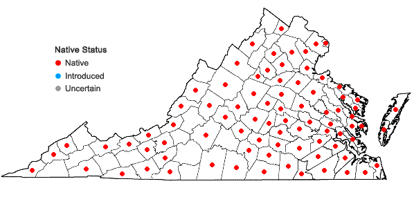 Locations ofDichanthelium microcarpon (Muhl. ex Elliott) Mohlenbrock in Virginia