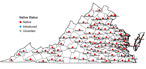 Locations ofDichanthelium microcarpon (Muhl. ex Elliott) Mohlenbrock in Virginia