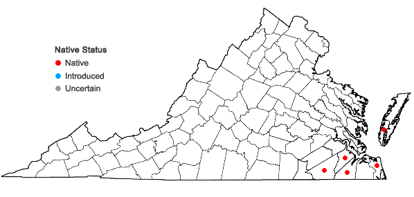 Locations ofDichanthelium portoricense (Desv. ex Ham.) B.F. Hansen & Wunderlin ssp. patulum (Scribn. & Murr.) Freckmann & Lelong in Virginia