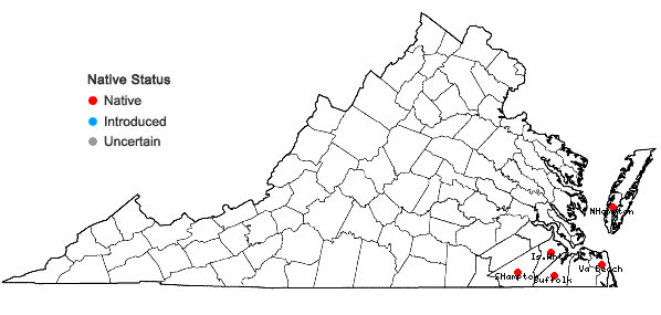 Locations ofDichanthelium portoricense (Desv. ex Ham.) B.F. Hansen & Wunderlin ssp. patulum (Scribn. & Murr.) Freckmann & Lelong in Virginia