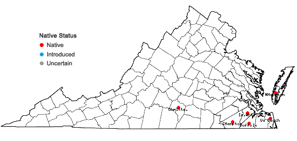 Locations ofDichanthelium portoricense (Desv. ex Ham.) B.F. Hansen & Wunderlin ssp. patulum (Scribn. & Murr.) Freckmann & Lelong in Virginia