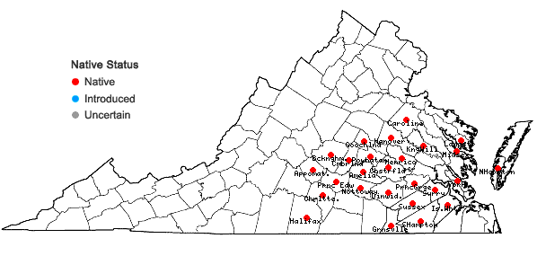 Locations ofDichanthelium ravenelii (Scribn. & Merr.) Gould in Virginia