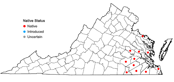 Locations ofDichanthelium tenue (Muhl.) Freckmann & Lelong in Virginia