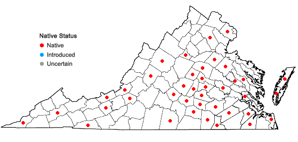 Locations ofDichanthelium villosissimum (Nash) Freckmann var. villosissimum in Virginia