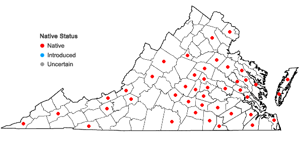 Locations ofDichanthelium villosissimum (Nash) Freckmann var. villosissimum in Virginia