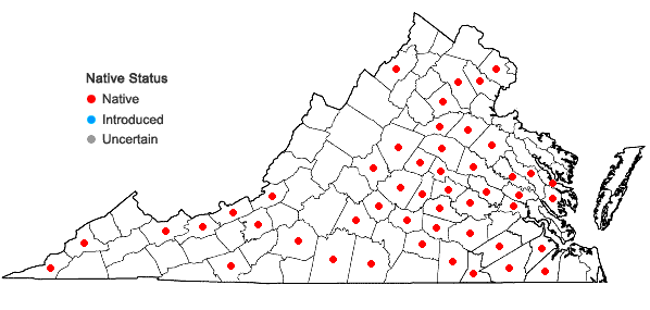 Locations ofDichanthelium yadkinense (Ashe) Mohlenbrock in Virginia