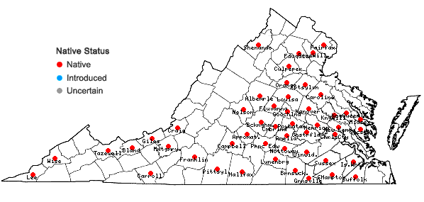 Locations ofDichanthelium yadkinense (Ashe) Mohlenbrock in Virginia