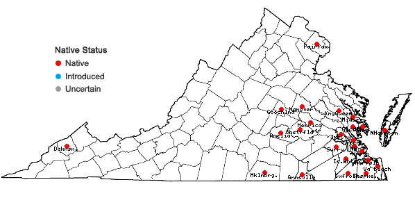 Locations ofDichondra carolinensis Michx. in Virginia