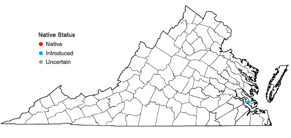 Locations ofDiodia radula (Willd. ex Roem. & Schult.) Cham.& Schltdl. in Virginia