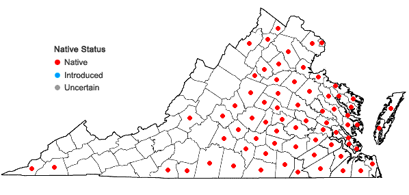 Locations ofDiodia virginiana L. in Virginia