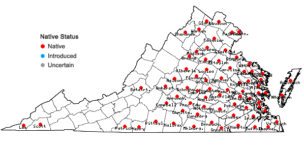 Locations ofDiodia virginiana L. in Virginia