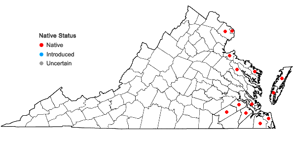 Locations ofDiplachne fusca (L.) P. Beauv. ex Roem. & Schult. ssp. fascicularis (Lam.). P.M. Peterson & N. Snow in Virginia