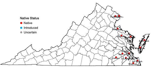 Locations ofDiplachne fusca (L.) P. Beauv. ex Roem. & Schult. ssp. fascicularis (Lam.). P.M. Peterson & N. Snow in Virginia