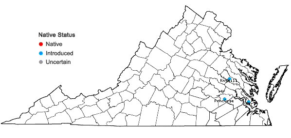 Locations ofDiplachne fusca (L.) P. Beauv. ex Roem. & Schult. ssp. uninervia (J. Presl) P.M. Peterson & N. Snow in Virginia