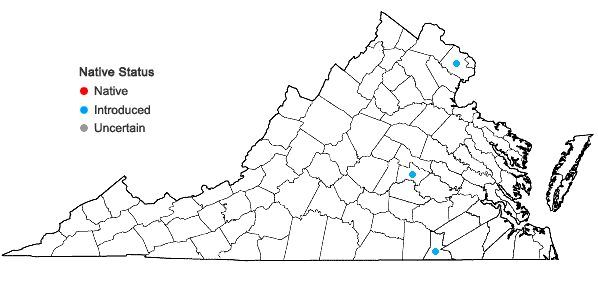 Locations ofDiplotaxis muralis (Linnaeus) A. P. DeCandolle in Virginia