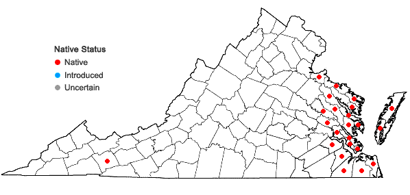 Locations ofDistichlis spicata (L.) Greene in Virginia