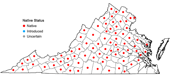 Locations ofDoellingeria infirma (Michx.) Greene in Virginia