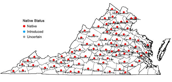 Locations ofDoellingeria infirma (Michx.) Greene in Virginia